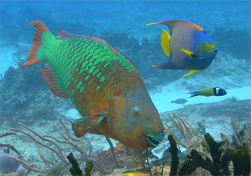 Rare sighting today Large rainbow parrotfish grazing in the Caribbean: Photograph courtesy of and (c) Shutterstock.com